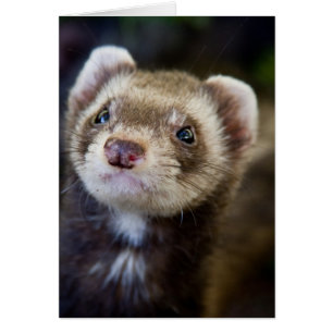 Ferret OBS Kort