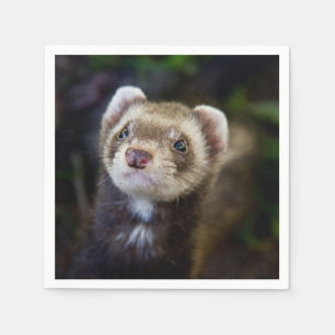 Ferret Pappersservett