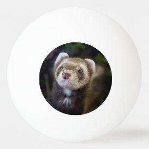 Ferret Pingisboll