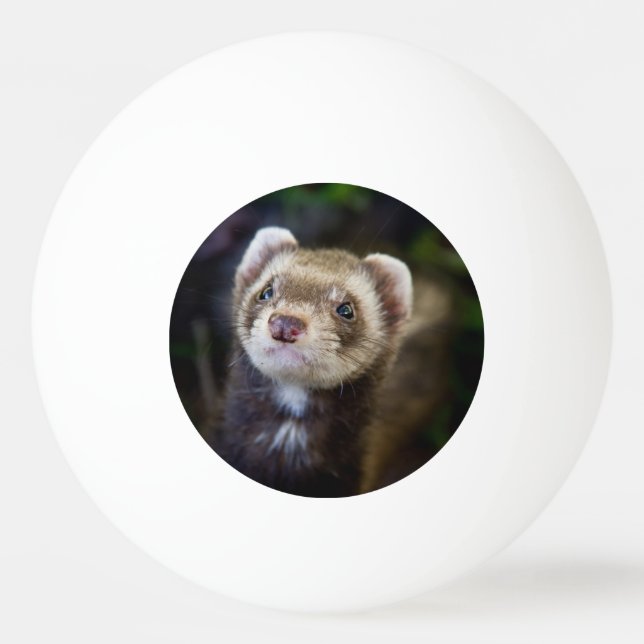 Ferret Pingisboll (Framsidan)
