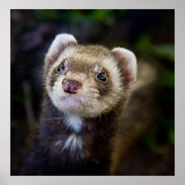Ferret Poster (Framsidan)