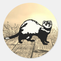 Ferret