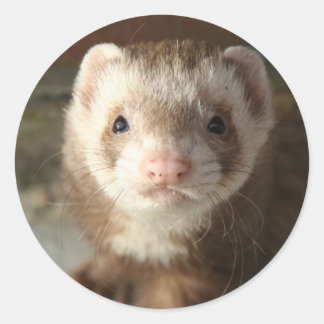 Ferret Sticker nära Runt Klistermärke