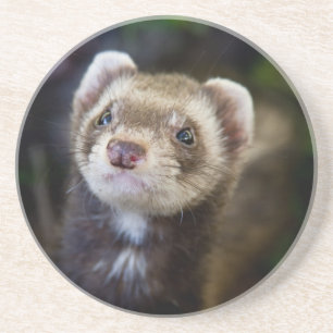 Ferret Underlägg