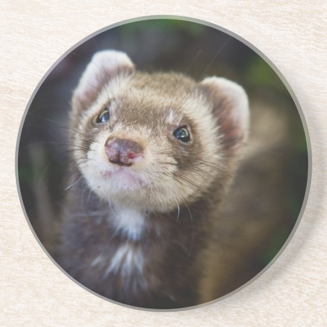 Ferret Underlägg (Framsidan)
