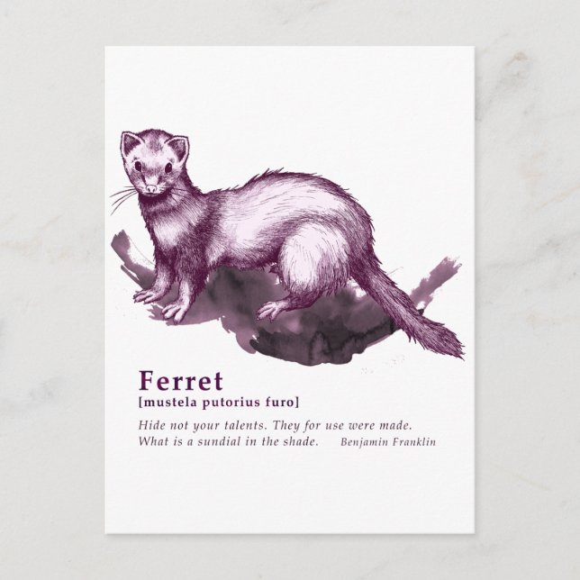 Ferret - vin vykort (Framsida)