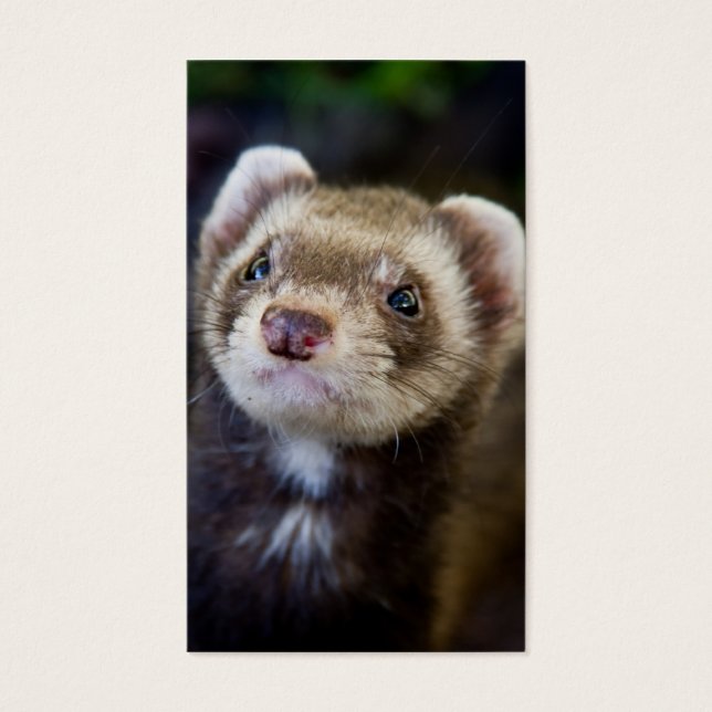 Ferret Visitkort (Framsidan)