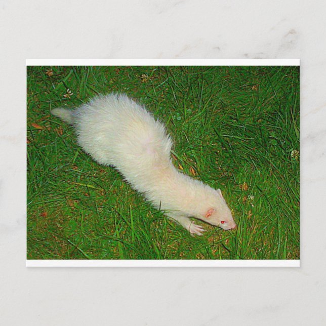 Ferret Vykort (Framsida)