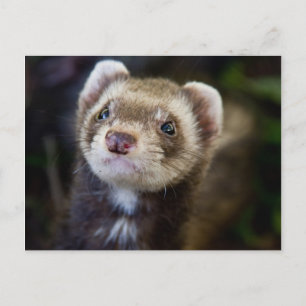 Ferret Vykort