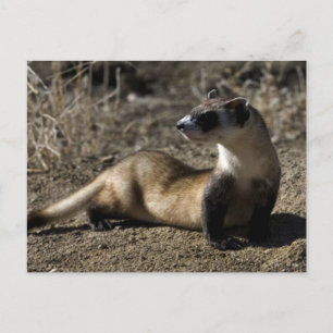 Ferret Vykort