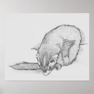 "Ferret Wheel" Ferret Teckning Poster
