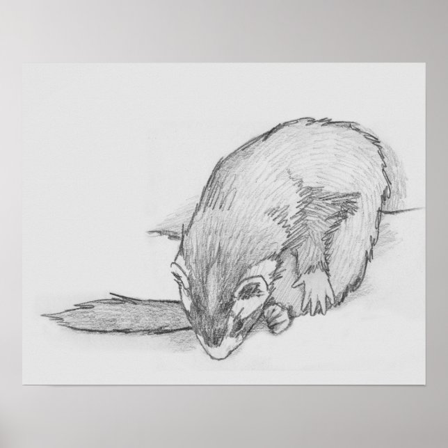 "Ferret Wheel" Ferret Teckning Poster (Framsidan)