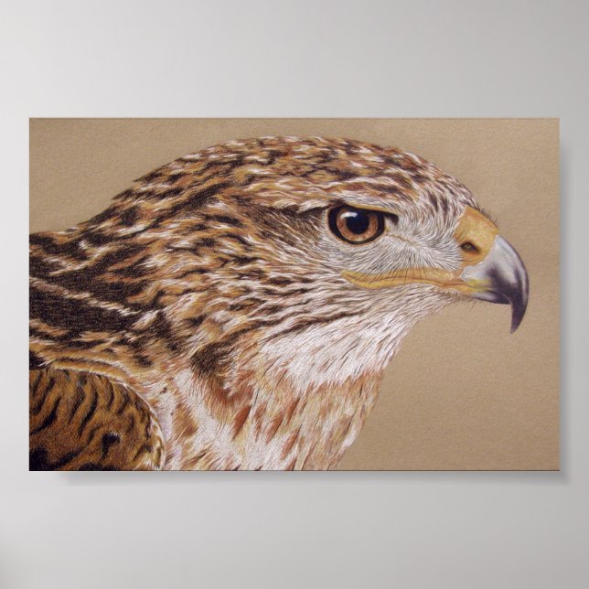 Ferruginous Hawk Poster (Framsidan)