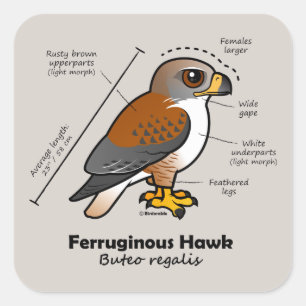 Ferruginous Hawk Statistics Fyrkantigt Klistermärke