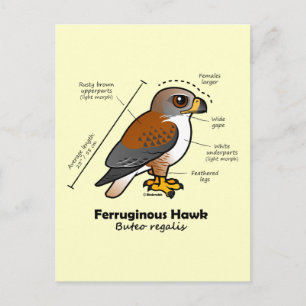 Ferruginous Hawk Statistics Vykort