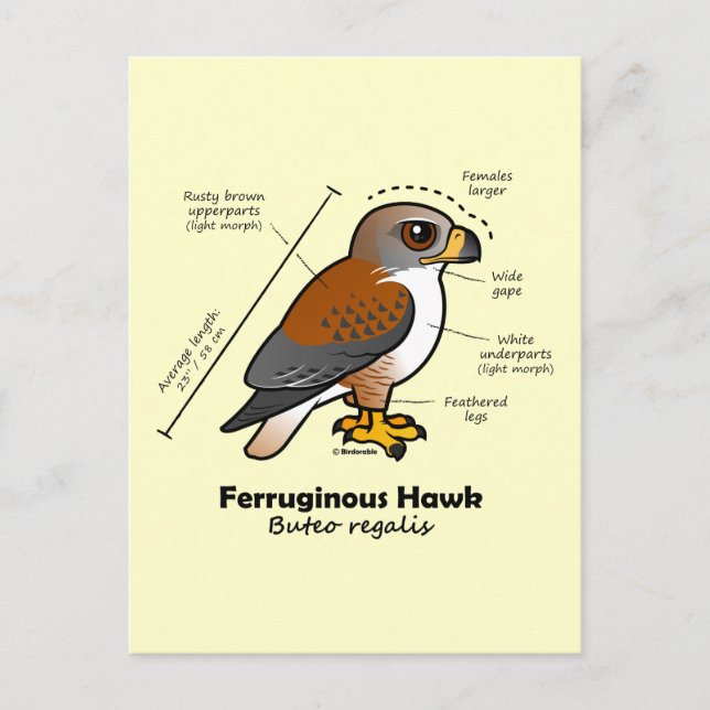 Ferruginous Hawk Statistics Vykort (Framsida)