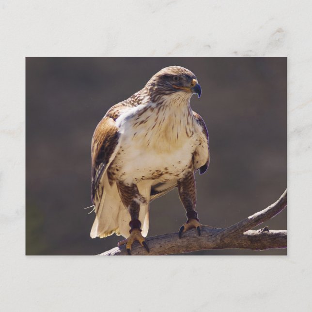 ferruginous Hawk Vykort (Framsida)
