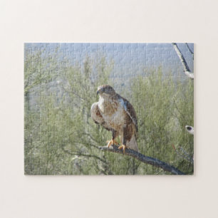 Ferruginous hök pussel