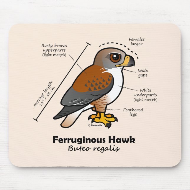 Ferruginous hökstatistik musmatta (Framsidan)