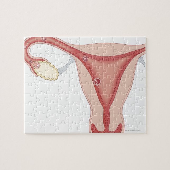 Fertiliserat ägg som blir embryo pussel (Horisontell)