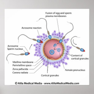 Fertiliseringsdiagram med märkning poster
