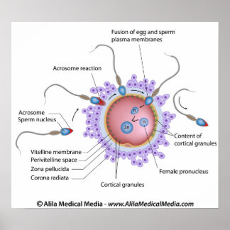 Fertiliseringsdiagram med märkning poster