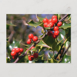 Festive Berries vykort