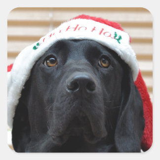 Festive Black Labrador Fyrkantigt Klistermärke