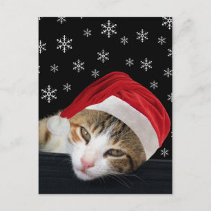 Festive Cat-vykort Helg Vykort