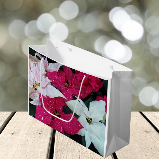 Festive Helgdag Poinsettias Blommigt (In Situ)