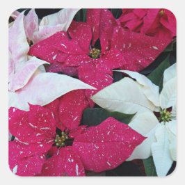 Festive Helgdag Poinsettias Blommigt Fyrkantigt Klistermärke