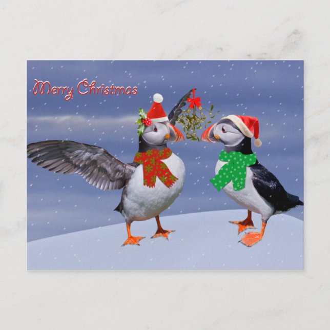 Festive Puffins-vykort Vykort (Framsida)
