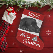 Festive Red Hund Pet Namn och Photo