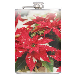 Festive Red White Blommigt Poinsettia Flowers Fickplunta