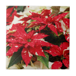 Festive Red White Blommigt Poinsettias Kakelplatta