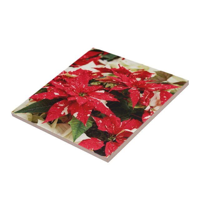 Festive Red White Blommigt Poinsettias Kakelplatta (Sidan)