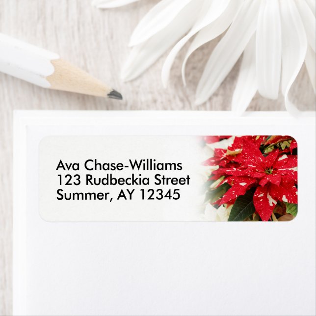 Festive Red White Blommigt Poinsettias Returadress Etikett (Insitu)