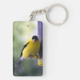 Fet Finch