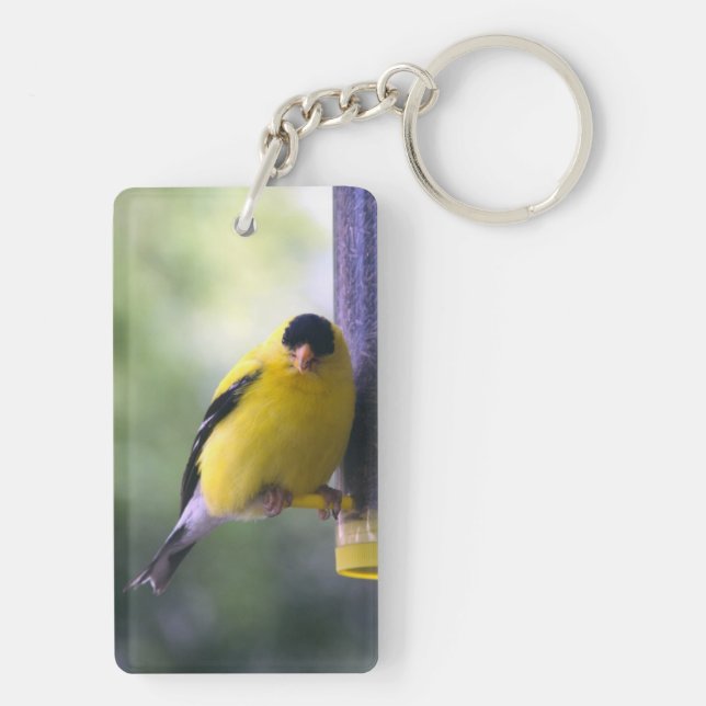 Fet Finch (Baksidan)
