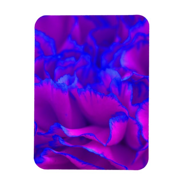 Fet Fuschia Rosa och Blå nejlikblomma Magnet (Vertikal)