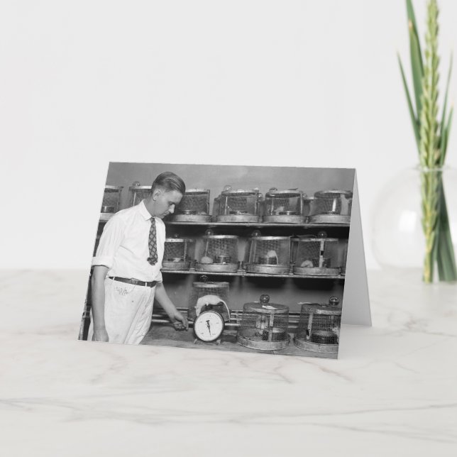 Fet råtta, 20-tal kort (Framsida)