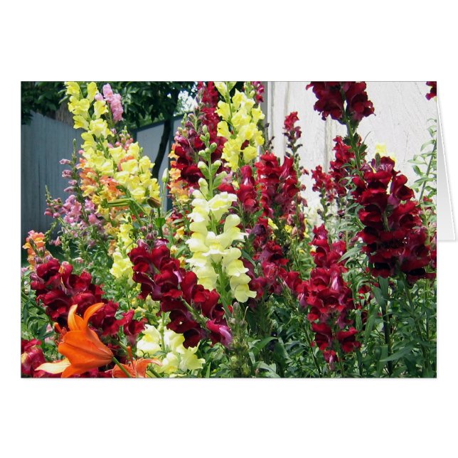 Fet Rocket Snapdragons Hälsningskort (Framsidan Horizontal)