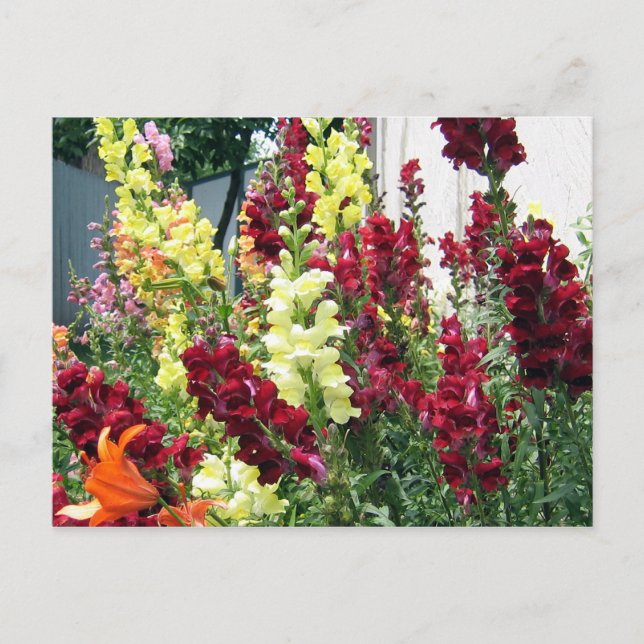 Fet Rocket Snapdragons Vykort (Framsida)