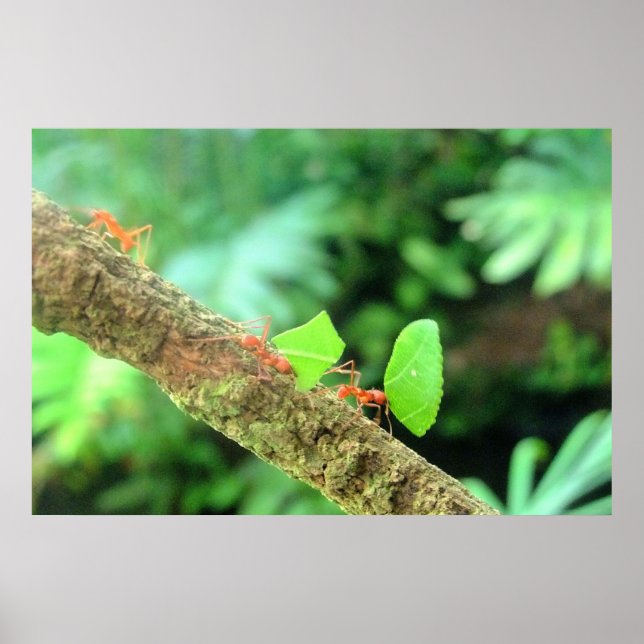 Fet Vibrant Funny Leafcutter Ants i Action Poster (Framsidan)