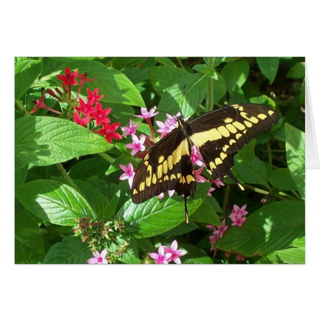 Fet Vingar Hälsningskort (Framsidan Horizontal)