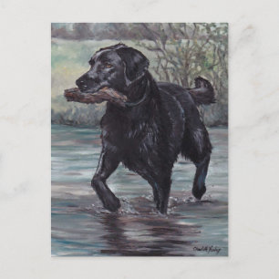 Fetch Black Labrador Retriever Hund Art-vykort Vykort