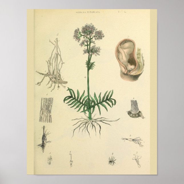 Fetus Posate Medicinal Plant Anatomy Art Print Poster (Framsidan)