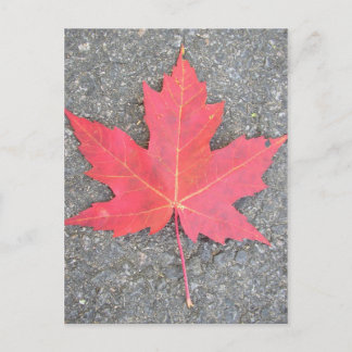 Feuille morte vykort