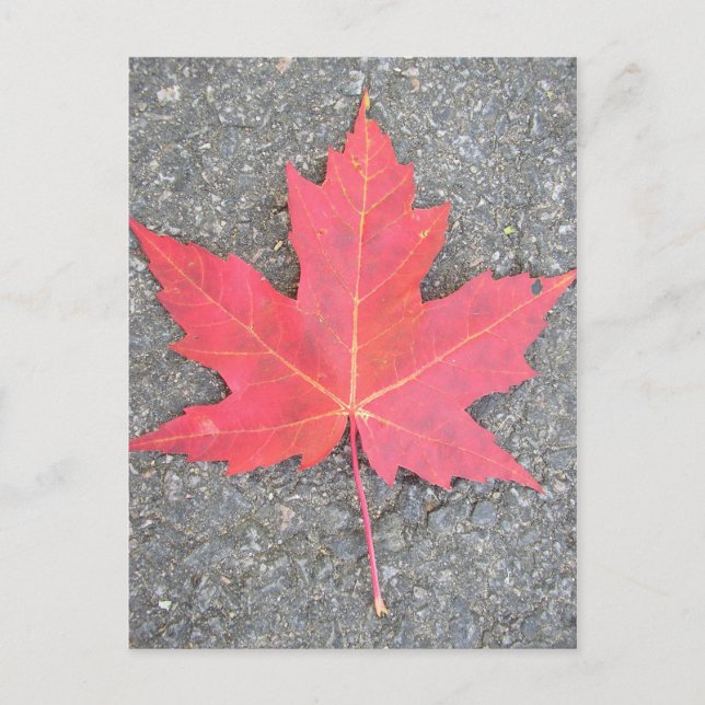 Feuille morte vykort (Framsida)