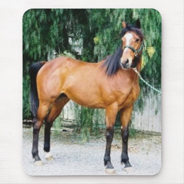 Fibonacci Musmatta (Framsidan)